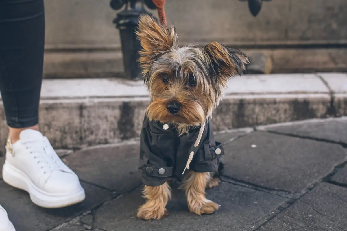 brown and black yorkshire terrier puppy