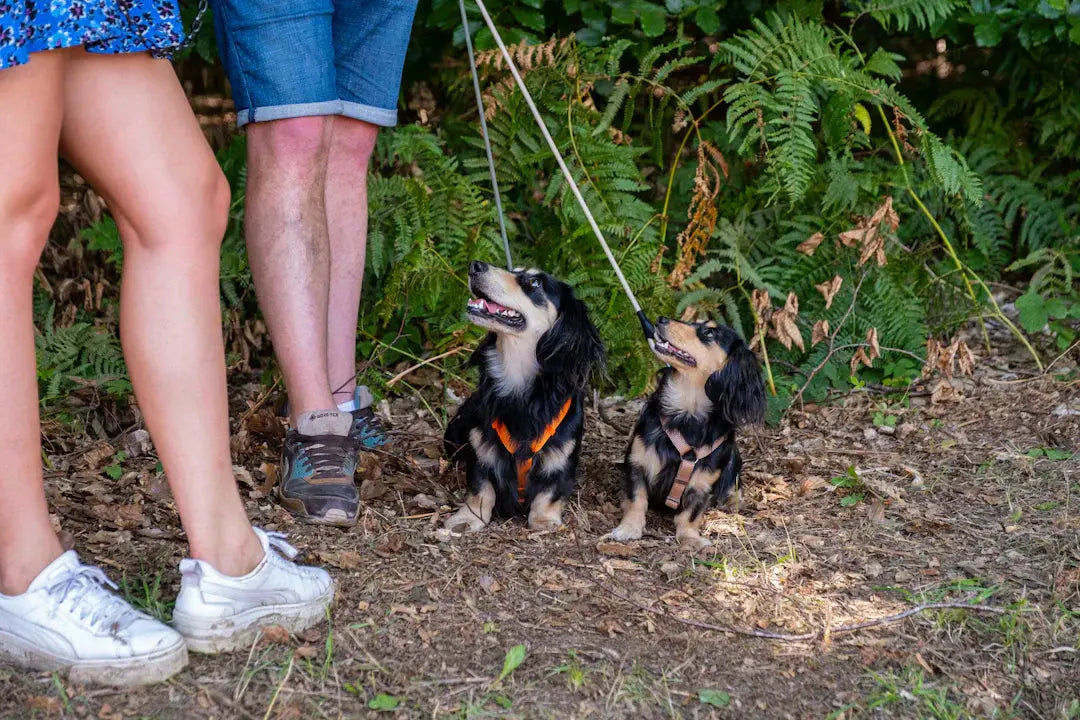 Choose the Perfect Dog Breed for Your Lifestyle